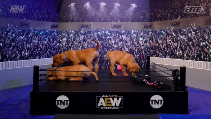 AEW Puppy Battle Royale