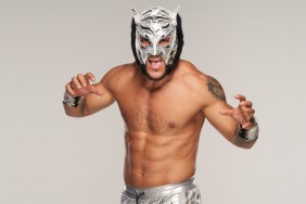 lince dorado